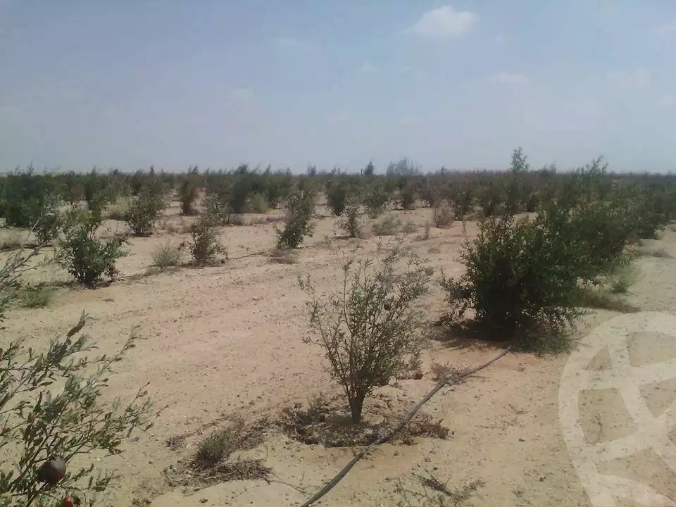 https://aqarmap.com.eg/en/listing/2499019-for-sale-land-or-farm-beheira