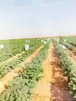 https://aqarmap.com.eg/ar/listing/2922050-for-sale-cairo-l-yt