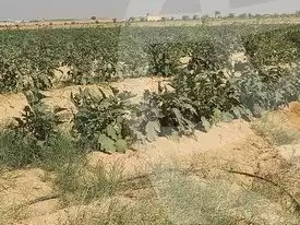 https://aqarmap.com.eg/ar/listing/2922050-for-sale-cairo-l-yt