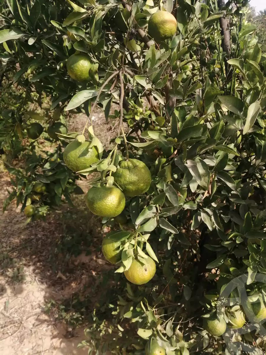 https://aqarmap.com.eg/en/listing/3871736-for-sale-ismailia-mntq-fr-y-blsm-yly