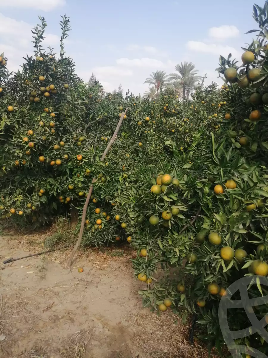https://aqarmap.com.eg/en/listing/3871736-for-sale-ismailia-mntq-fr-y-blsm-yly