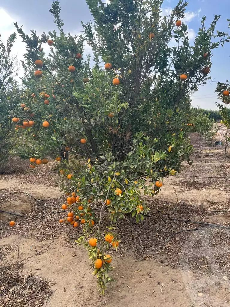 https://aqarmap.com.eg/ar/listing/3828548-for-sale-cairo-tryq-skndry-lzr-y