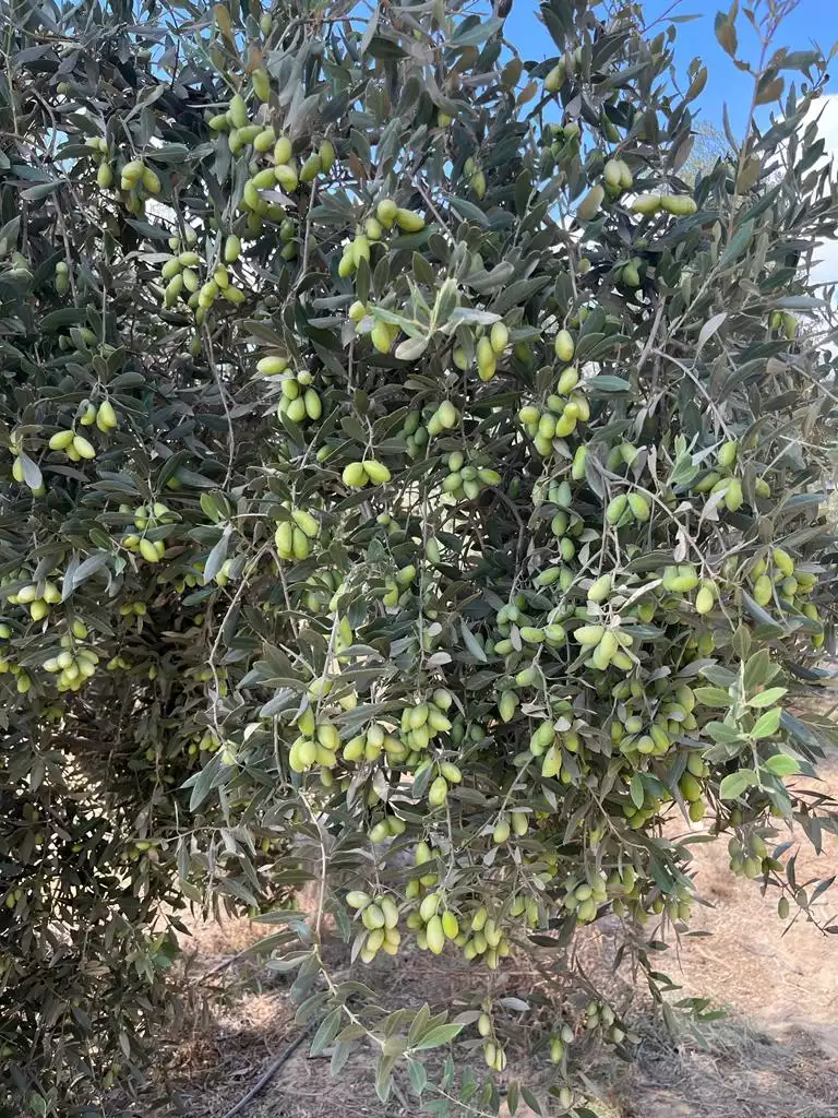 https://aqarmap.com.eg/ar/listing/3828548-for-sale-cairo-tryq-skndry-lzr-y