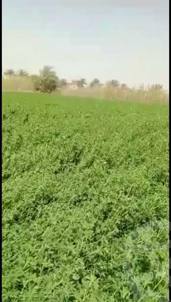 https://aqarmap.com.eg/ar/listing/4312131-for-sale-el-fayoum-tamiya-tamiyyah-city