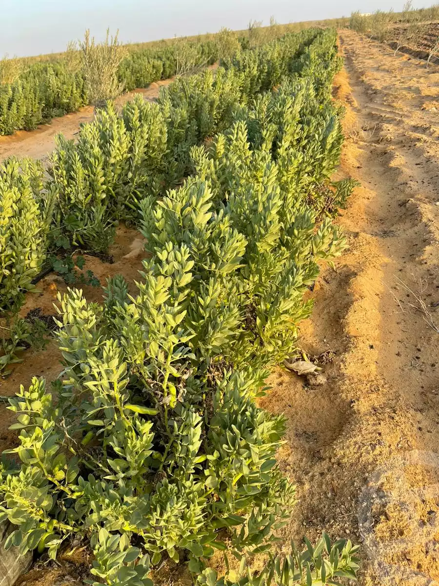 https://aqarmap.com.eg/ar/listing/4596142-for-sale-north-coast-new-alamein
