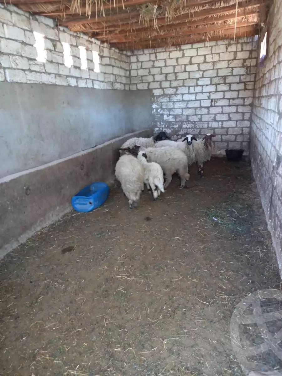 https://aqarmap.com.eg/en/listing/5527582-for-sale-beheira-wadi-el-natrun-kafr-dahoud