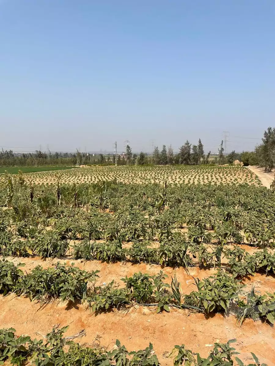 https://aqarmap.com.eg/en/listing/5226939-for-sale-cairo-el-sheikh-zayed-city-alex-cairo-desert-road-kmbwnd-fy-tryq-skndry-lshrwy