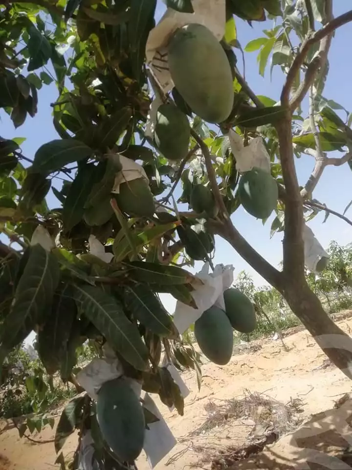 https://aqarmap.com.eg/ar/listing/5293023-for-sale-alexandria-cairo-alexandria-desert-road
