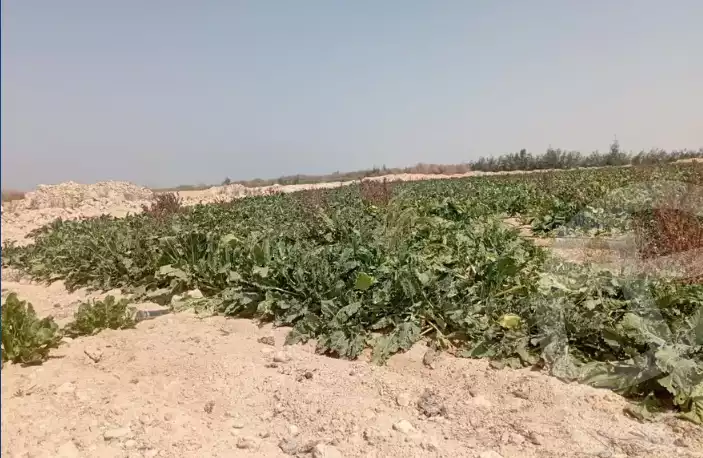 https://aqarmap.com.eg/en/listing/5306666-for-sale-marsa-matruh-el-hamam-bangr-el-sukr