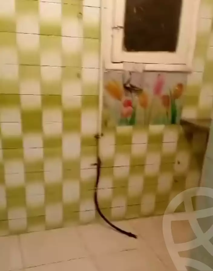 https://aqarmap.com.eg/en/listing/5399487-for-rent-cairo-el-amirya