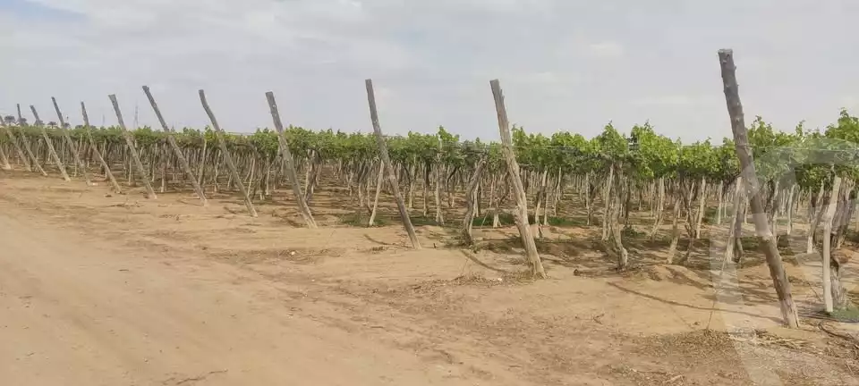 https://aqarmap.com.eg/en/listing/5460796-for-sale-beheira-wadi-el-natrun