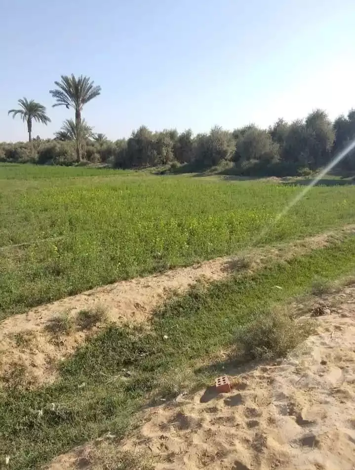 https://aqarmap.com.eg/en/listing/5460981-for-sale-el-fayoum-tamiya