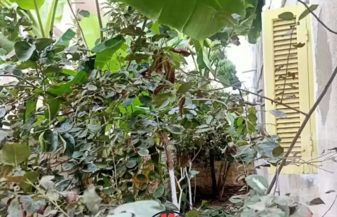 https://aqarmap.com.eg/ar/listing/5466154-for-sale-alexandria-l-jmy-lbytsh-al-aeda-al-kadema-st