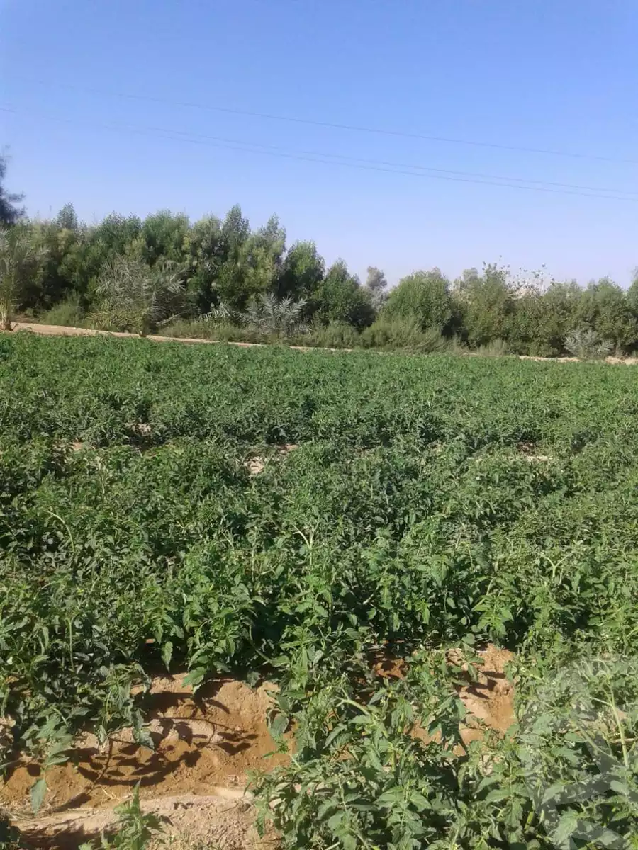 https://aqarmap.com.eg/en/listing/5466576-for-sale-alexandria-cairo-alexandria-desert-road