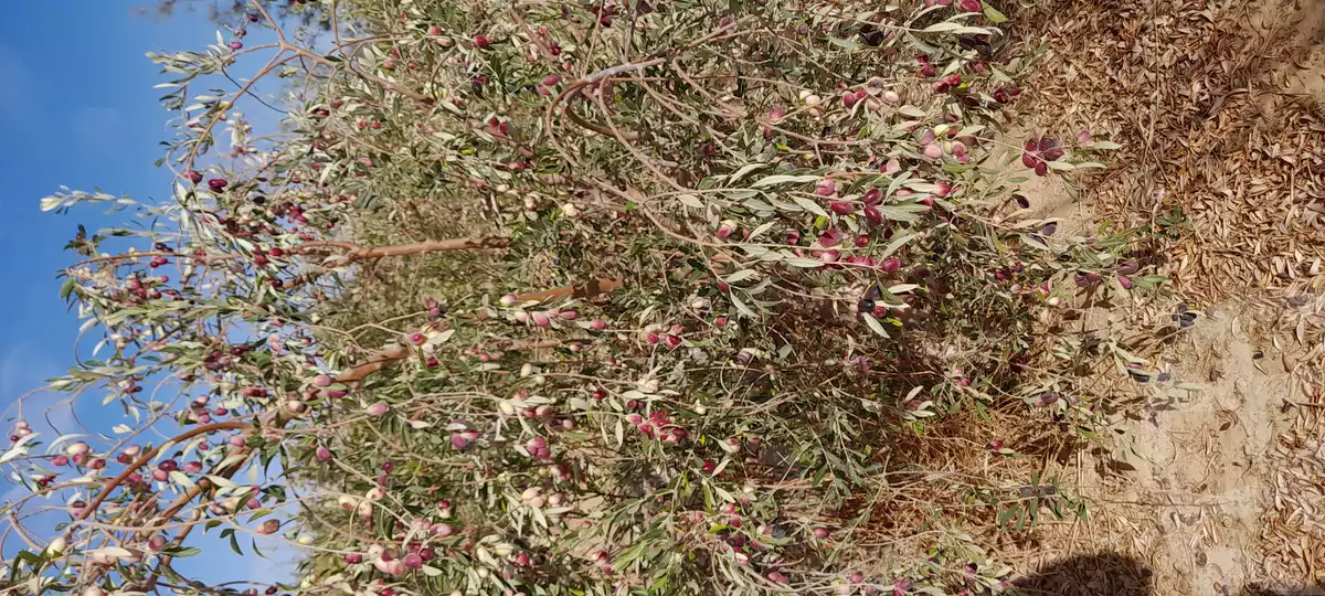 https://aqarmap.com.eg/en/listing/5569443-for-sale-marsa-matruh-siwa-oasis-wahet-siwaa-city