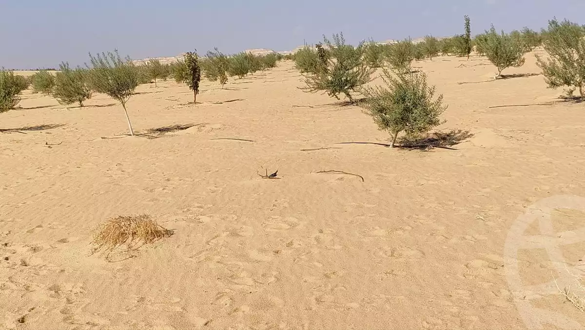 https://aqarmap.com.eg/en/listing/5620584-for-sale-marsa-matruh-siwa-oasis-wahet-siwaa-city