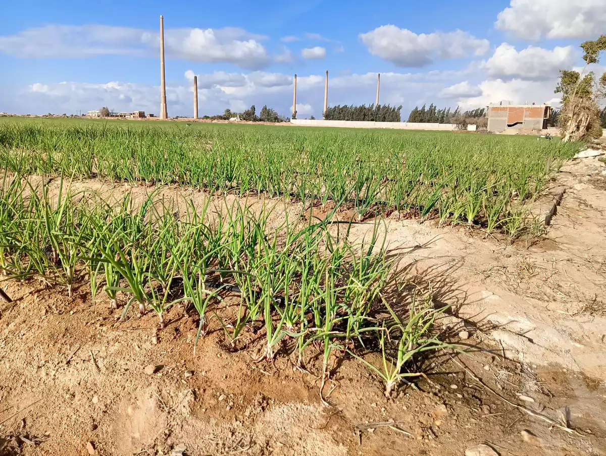 https://aqarmap.com.eg/en/listing/5663301-for-sale-alexandria-cairo-alexandria-desert-road