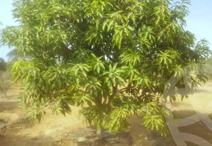 https://aqarmap.com.eg/en/listing/5679297-for-sale-suez-el-ganain-shandoura-village