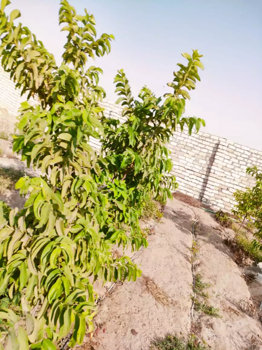 https://aqarmap.com.eg/en/listing/5687735-for-sale-ismailia-ismailia-city-al-ismaileya-road-port-saeed-st