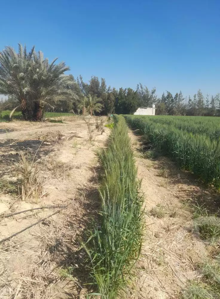https://aqarmap.com.eg/en/listing/5725416-for-sale-beheira-wadi-el-natrun