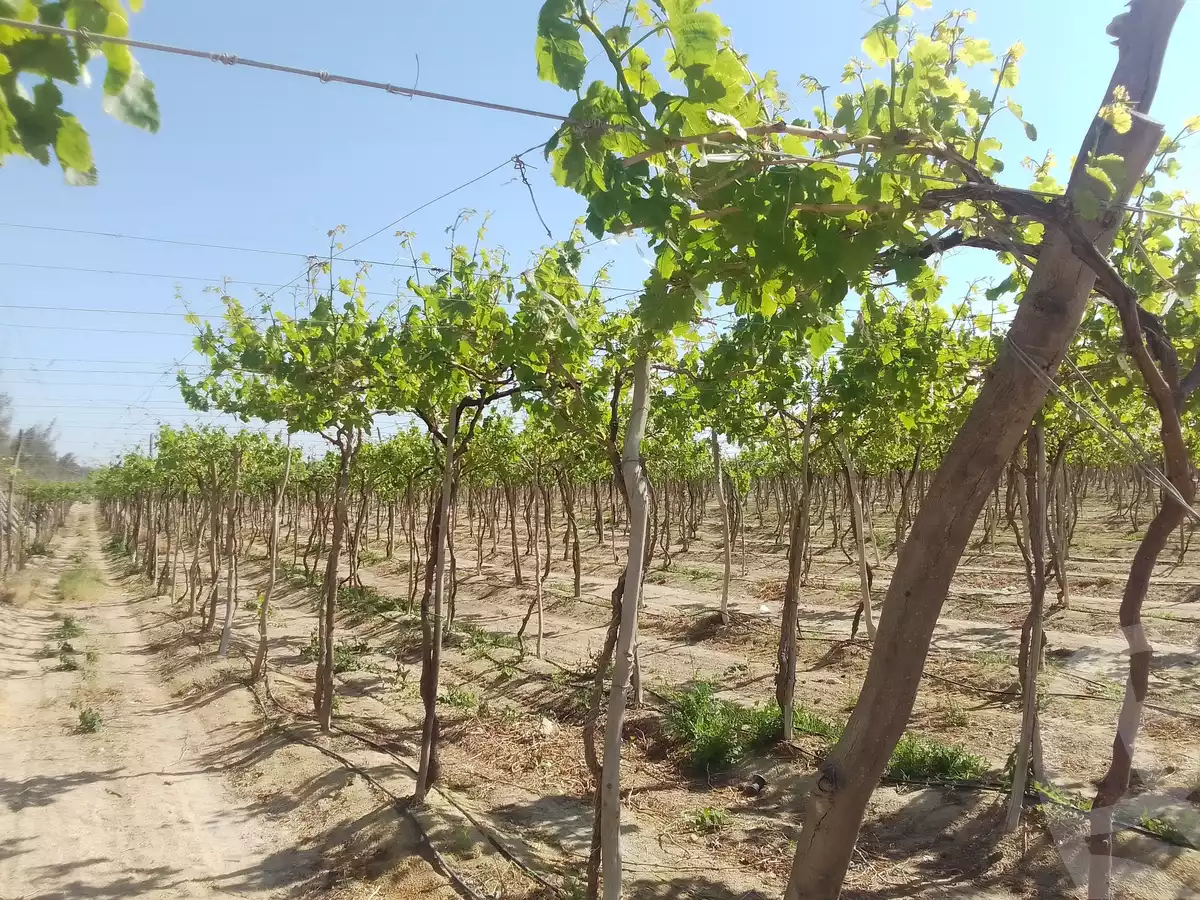 https://aqarmap.com.eg/en/listing/5745221-for-sale-beheira-wadi-el-natrun