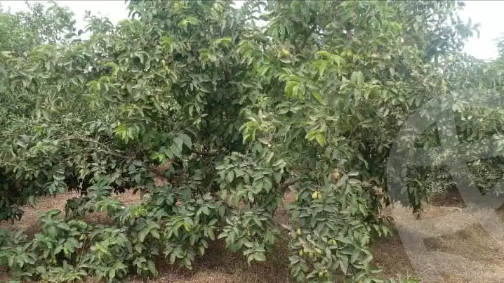 https://aqarmap.com.eg/en/listing/5768466-for-sale-beheira-wadi-el-natrun