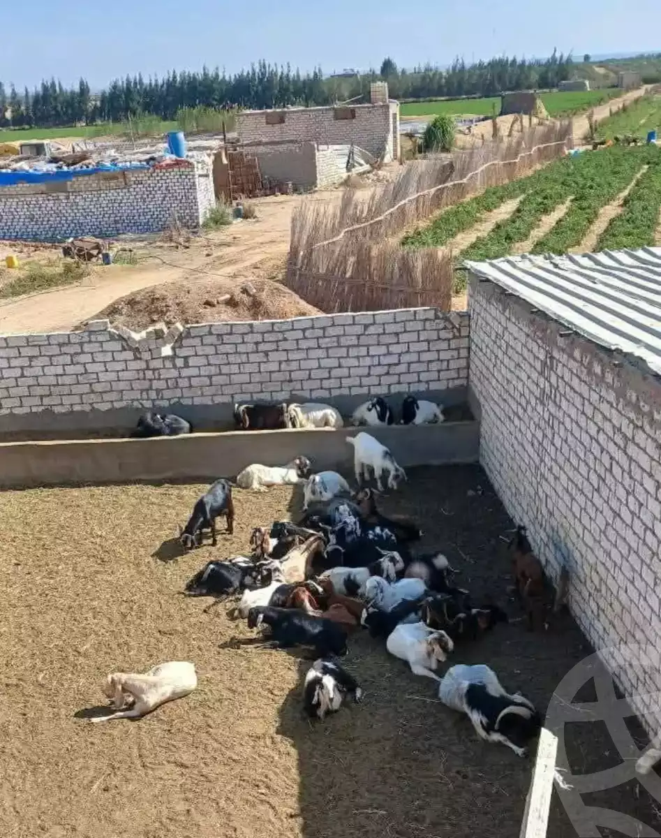 https://aqarmap.com.eg/ar/listing/5768987-for-sale-alexandria-cairo-alexandria-desert-road
