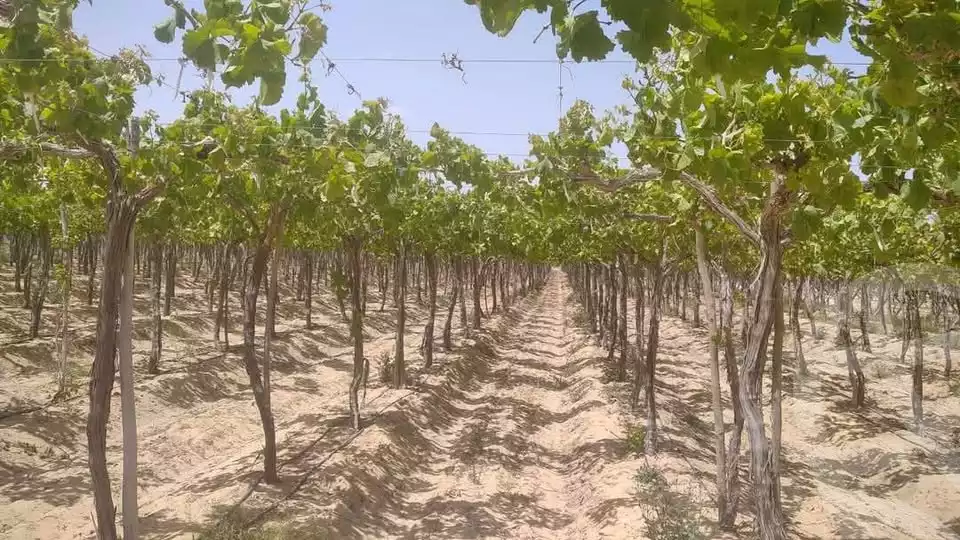 https://aqarmap.com.eg/ar/listing/5779414-for-sale-beheira-wadi-el-natrun