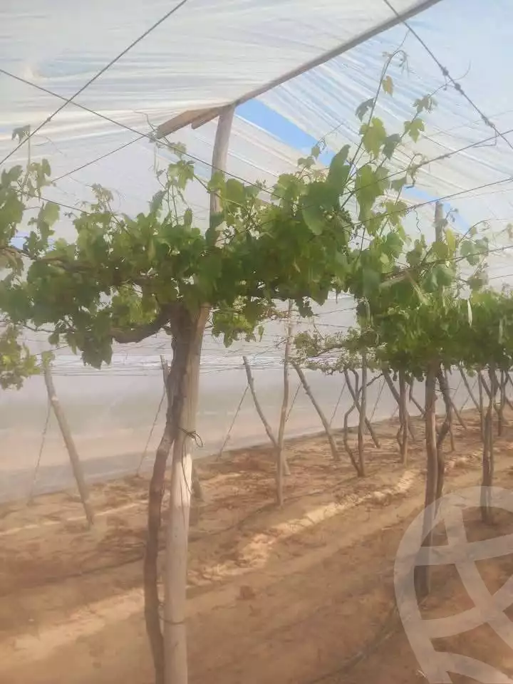 https://aqarmap.com.eg/en/listing/5779487-for-sale-beheira-wadi-el-natrun-bany-salama