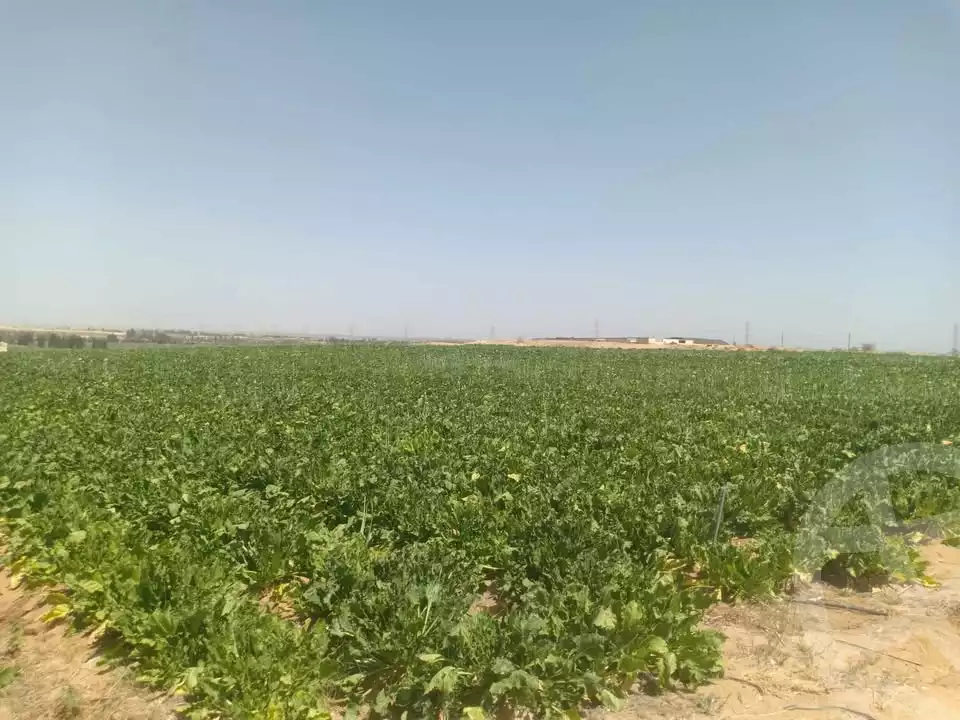 https://aqarmap.com.eg/ar/listing/5779729-for-sale-beheira-wadi-el-natrun