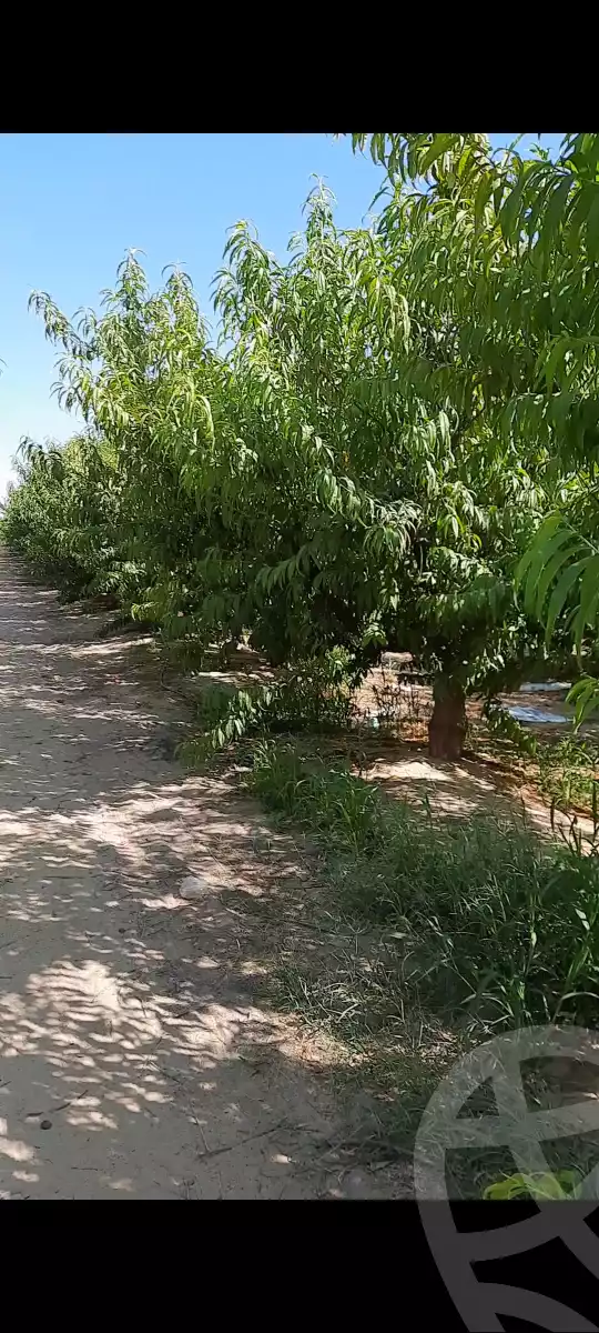 https://aqarmap.com.eg/ar/listing/5845201-for-sale-beheira-new-nubariya