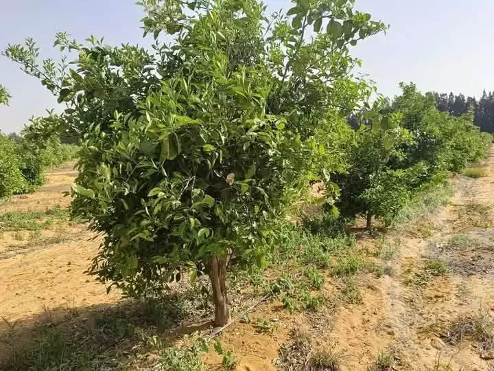 https://aqarmap.com.eg/en/listing/5858240-for-sale-beheira-wadi-el-natrun