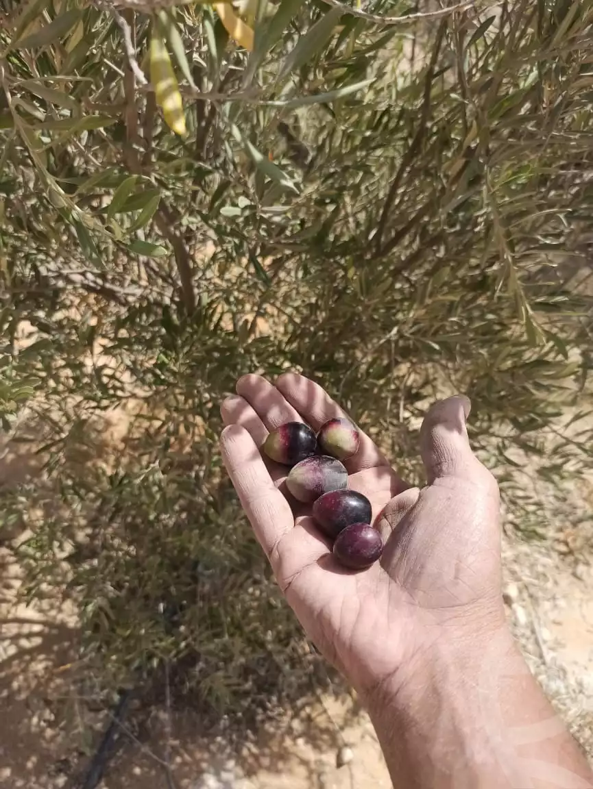 https://aqarmap.com.eg/en/listing/5863510-for-sale-beheira-wadi-el-natrun-el-gaar