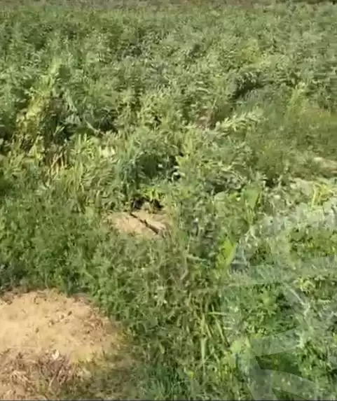 https://aqarmap.com.eg/ar/listing/5867527-for-sale-beheira-wadi-el-natrun