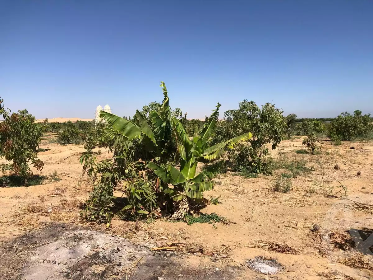 https://aqarmap.com.eg/en/listing/5886440-for-sale-suez-el-ganain-shandoura-village