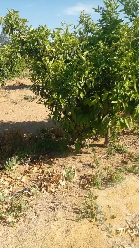 https://aqarmap.com.eg/en/listing/5895385-for-sale-beheira-wadi-el-natrun