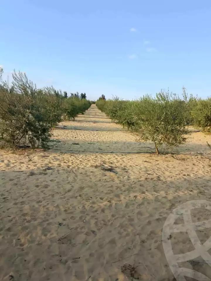 https://aqarmap.com.eg/ar/listing/5905760-for-sale-ismailia-ismailia-city