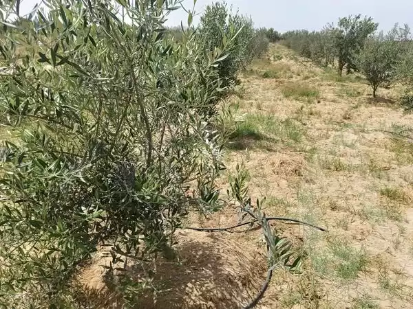 https://aqarmap.com.eg/en/listing/5926524-for-sale-beheira-wadi-el-natrun
