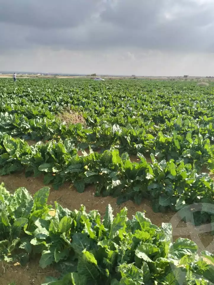 https://aqarmap.com.eg/en/listing/5926582-for-sale-beheira-wadi-el-natrun