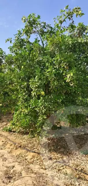 https://aqarmap.com.eg/ar/listing/5926643-for-sale-beheira-wadi-el-natrun