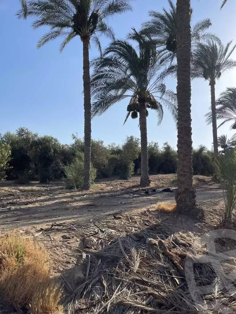 https://aqarmap.com.eg/ar/listing/5938145-for-sale-cairo-el-mansuriyyah-el-saliba