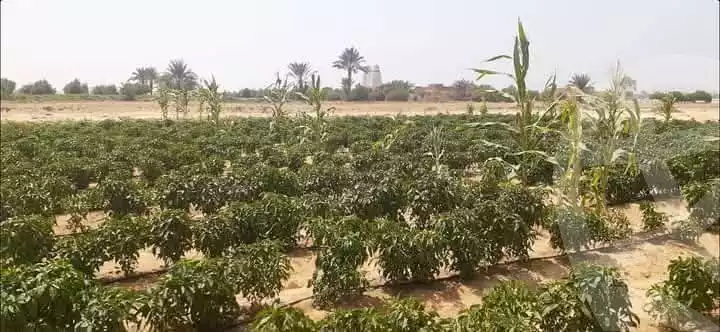 https://aqarmap.com.eg/en/listing/5991214-for-sale-cairo-ljyz