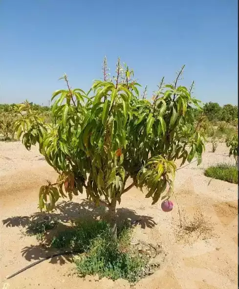 https://aqarmap.com.eg/en/listing/6010673-for-sale-ismailia-el-qantara