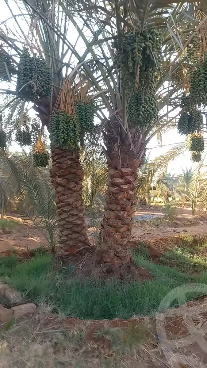 https://aqarmap.com.eg/en/listing/6035061-for-sale-cairo-ljyz-bahariya-oasis