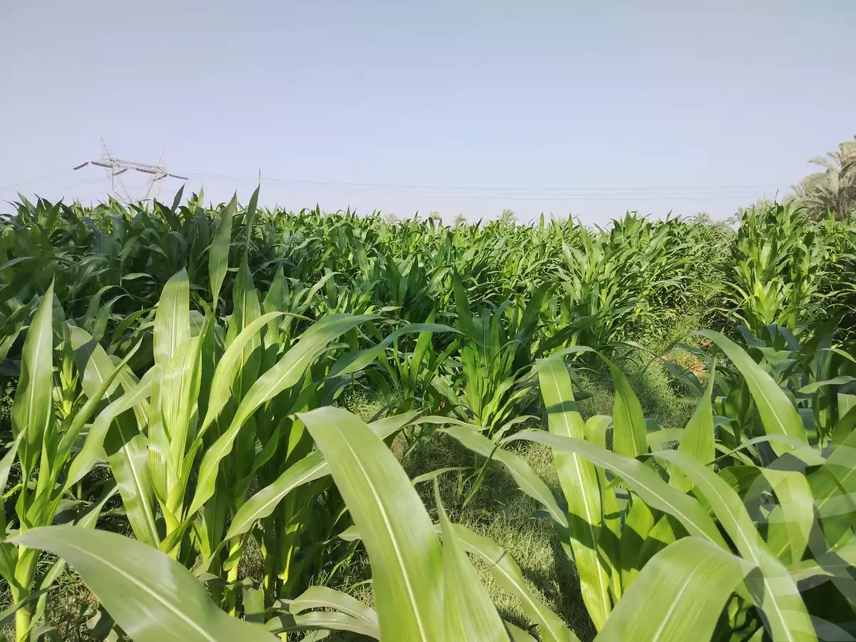 https://aqarmap.com.eg/en/listing/6038390-for-sale-ismailia-ismailia-city-shebeen-st
