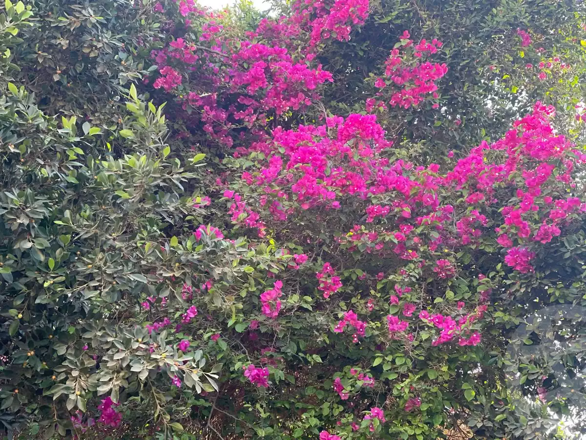 https://aqarmap.com.eg/en/listing/6068843-for-sale-cairo-6th-of-october-green-belt-wadi-el-nile