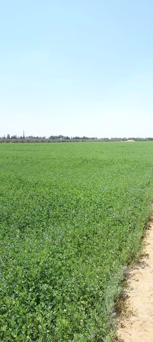 https://aqarmap.com.eg/en/listing/6110206-for-sale-ismailia-el-qantara-gharb