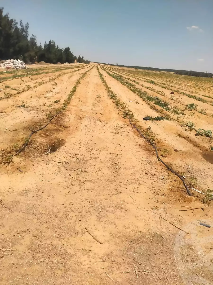 https://aqarmap.com.eg/en/listing/6164802-for-sale-beheira-wadi-el-natrun
