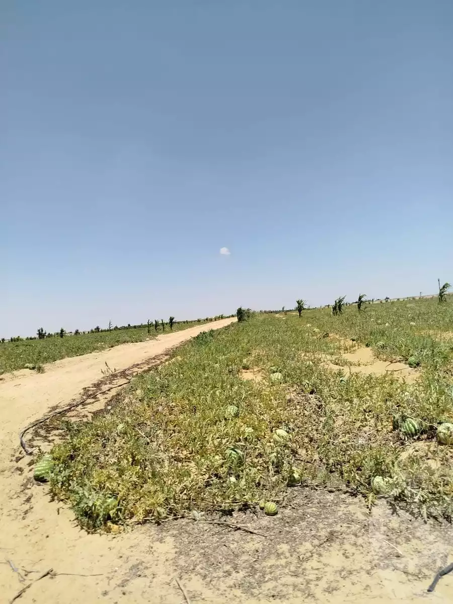 https://aqarmap.com.eg/en/listing/6164802-for-sale-beheira-wadi-el-natrun