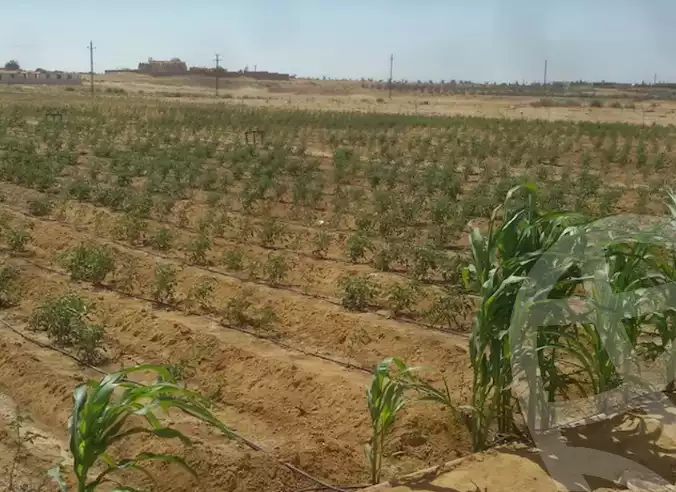 https://aqarmap.com.eg/ar/listing/6198903-for-sale-el-fayoum-tamiya-tamiyyah-city